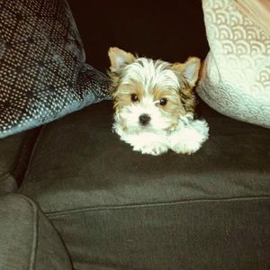 Meet your Posher, Kim